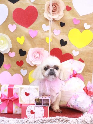 20230225マメちゃん